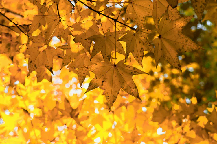 Media Albums 2025autumn Autumn Leaves