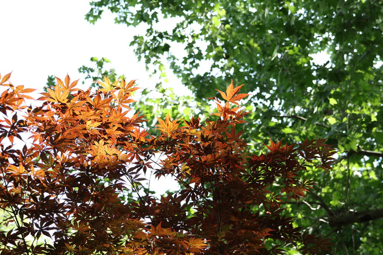 Media Albums 2025autumn Trees