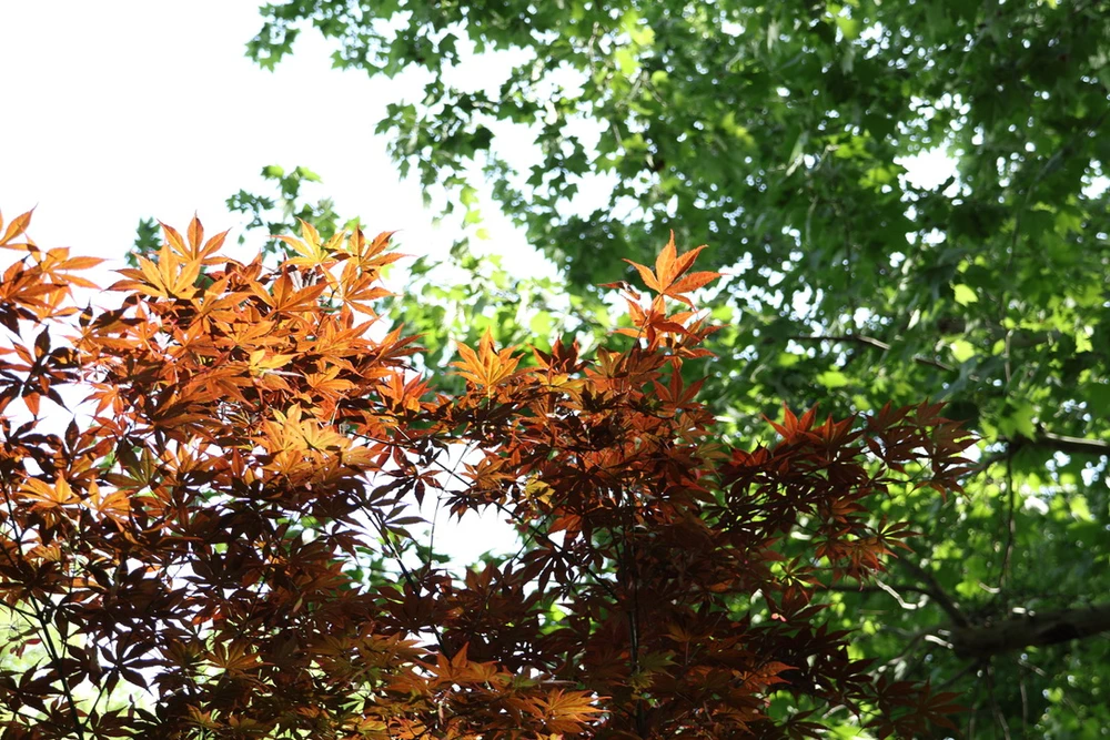 Trees