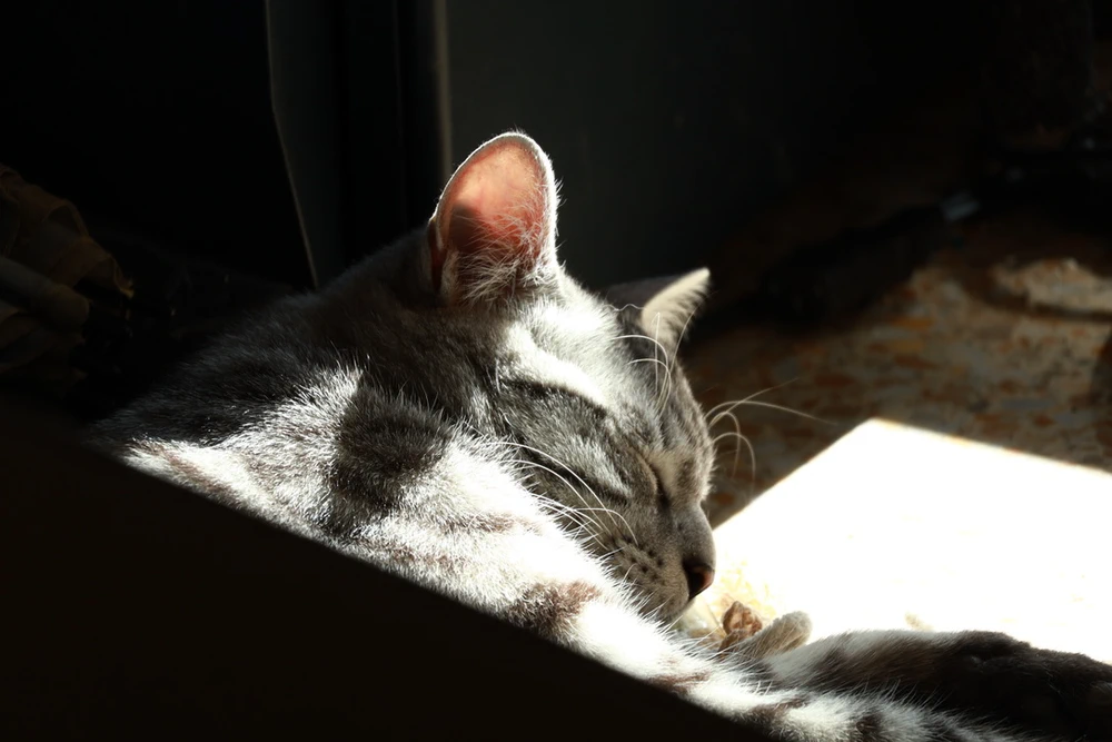 Our Cat2