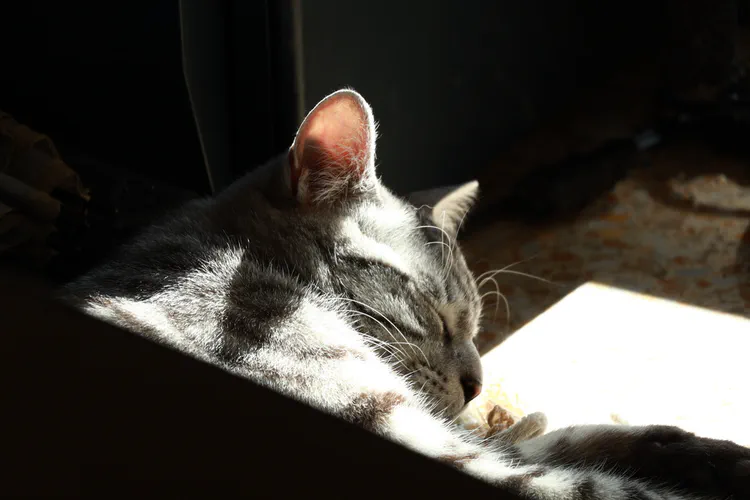 Media Albums 2025spring Our Cat2