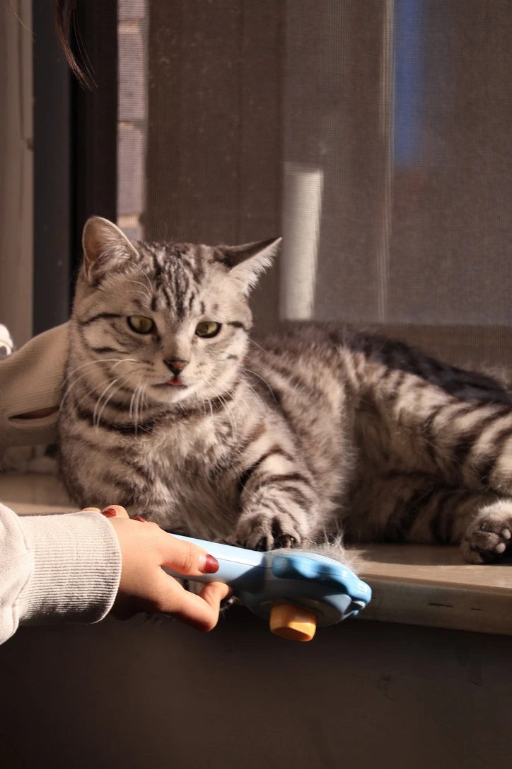Our Cat