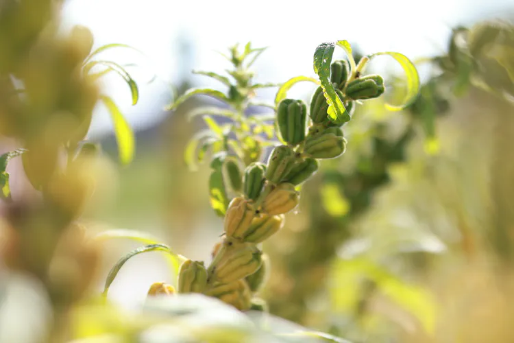 Media Albums 2025summer Grandfather's Sesame