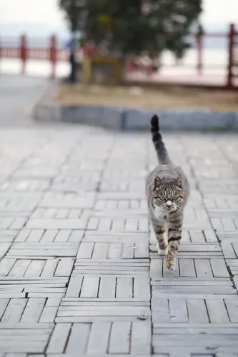 Media Albums 2025winter Cat