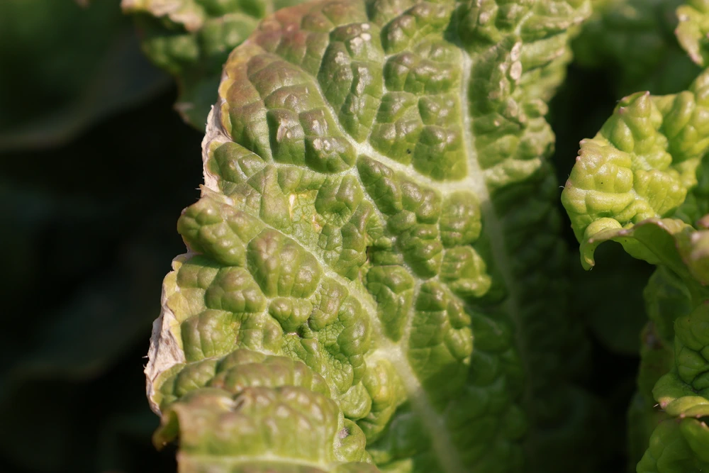 Grandfather's Cabbage