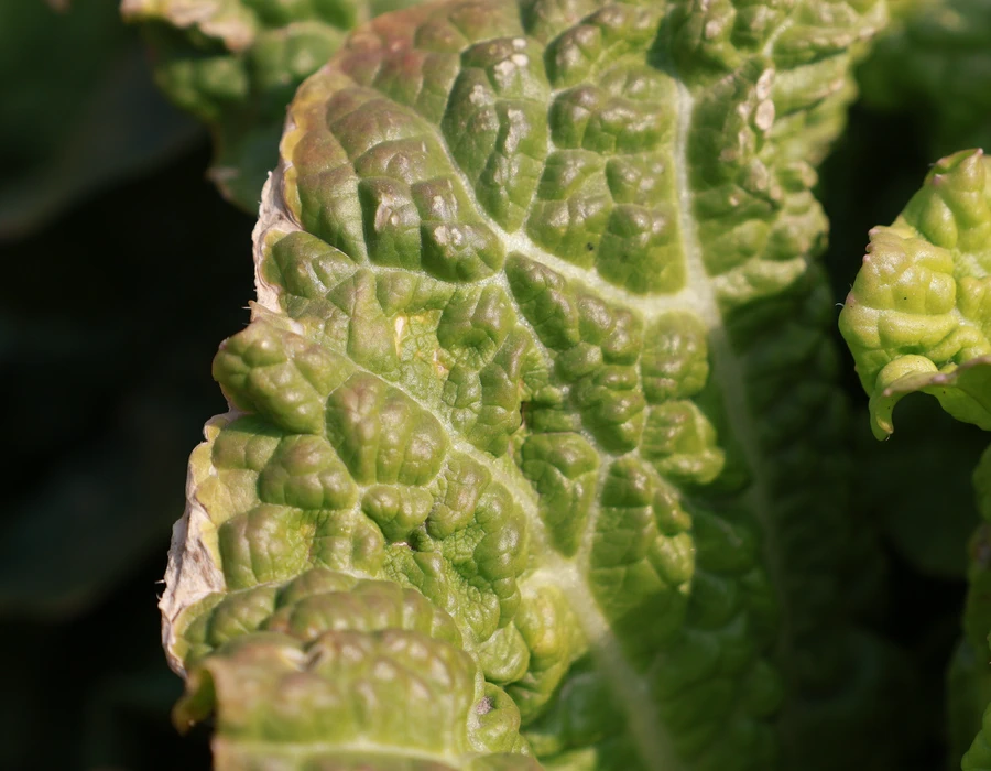Grandfather's Cabbage