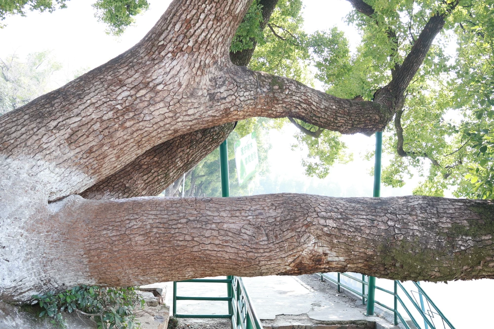 Tree at Wuhan University