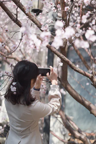 Media Albums 2026spring Me Flower2